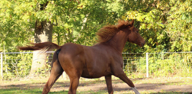 groen equestrian performance stud araghnid akhdhar