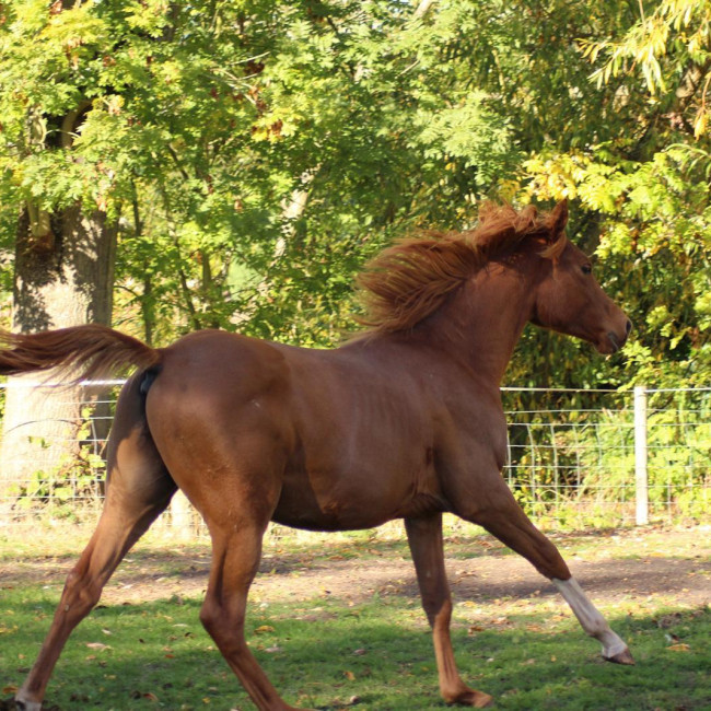 groen equestrian performance stud araghnid akhdhar