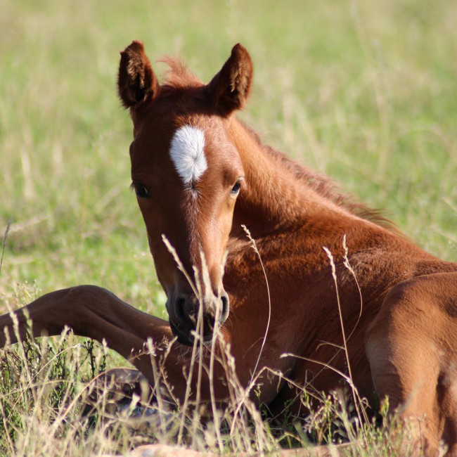 groen equestrian performance stud araghnid akhdhar