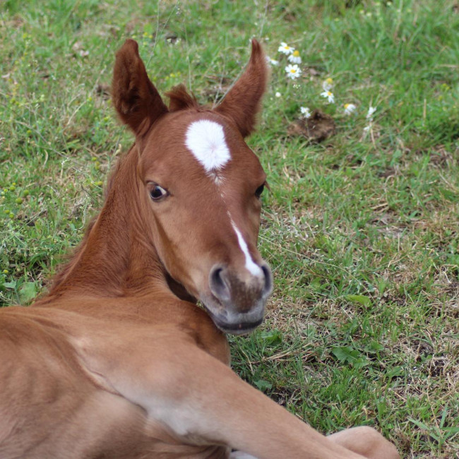 groen equestrian performance stud araghnid akhdhar