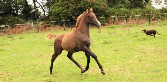 groen equestrian performance stud amperage akhdhar groen equestrian performance stud amperage akhdhar