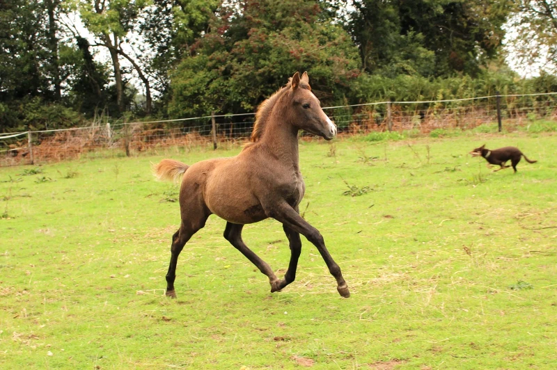 groen equestrian performance stud amperage akhdhar groen equestrian performance stud amperage akhdhar