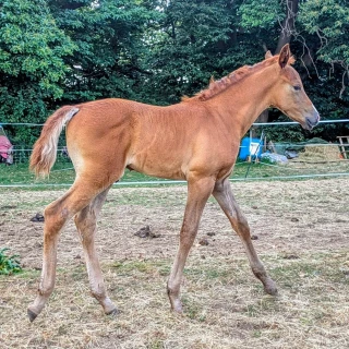 groen equestrian performance stud amperage akhdhar groen equestrian performance stud amperage akhdhar