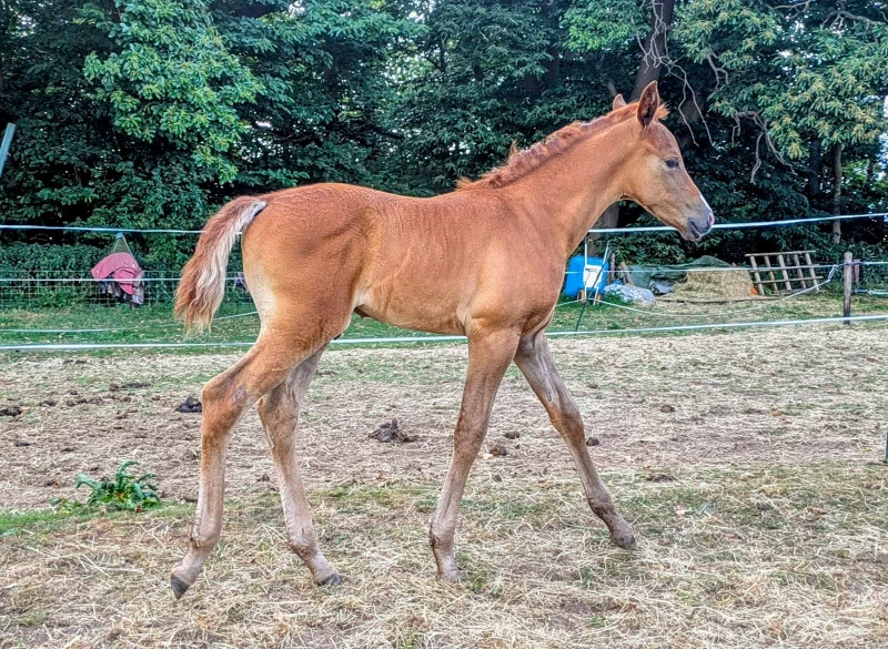 groen equestrian performance stud amperage akhdhar groen equestrian performance stud amperage akhdhar