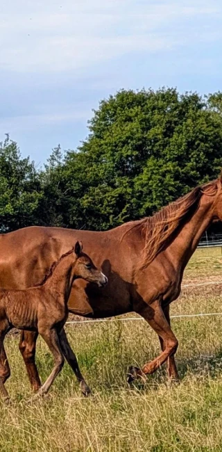 groen equestrian performance stud amperage akhdhar groen equestrian performance stud amperage akhdhar