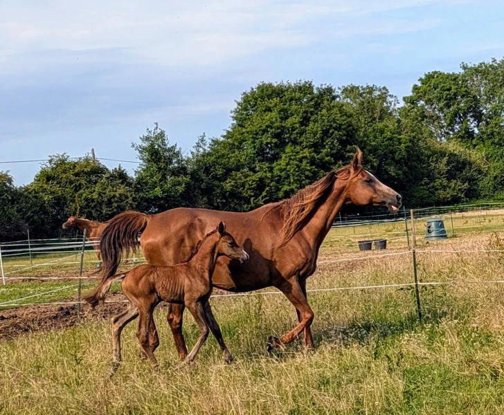 groen equestrian performance stud amperage akhdhar groen equestrian performance stud amperage akhdhar