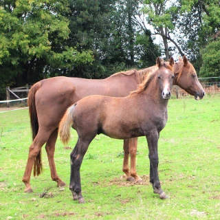 groen equestrian performance stud amperage akhdhar groen equestrian performance stud amperage akhdhar