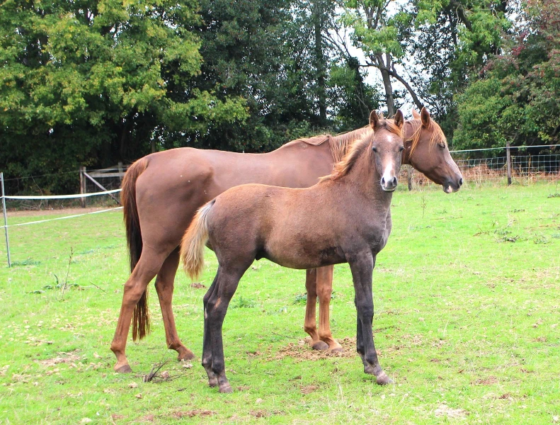 groen equestrian performance stud amperage akhdhar groen equestrian performance stud amperage akhdhar