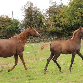 groen equestrian performance stud amperage akhdhar groen equestrian performance stud amperage akhdhar