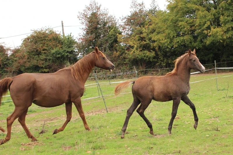 groen equestrian performance stud amperage akhdhar groen equestrian performance stud amperage akhdhar