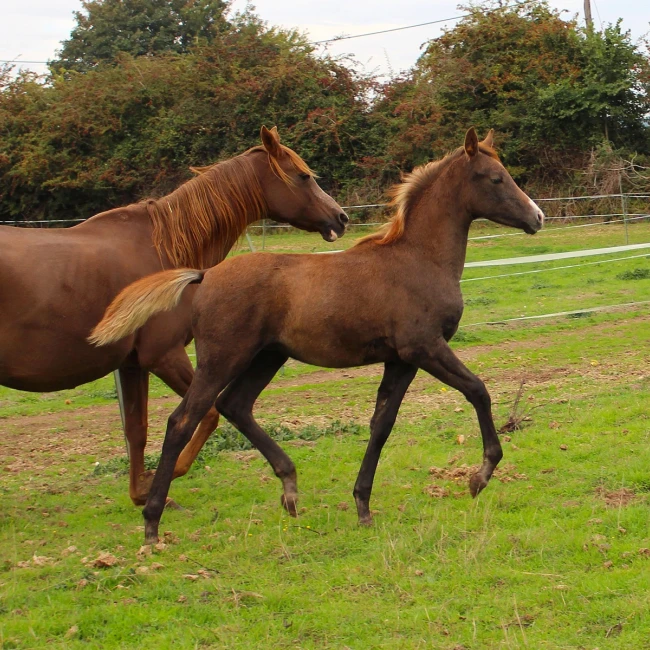 groen equestrian performance stud amperage akhdhar groen equestrian performance stud amperage akhdhar