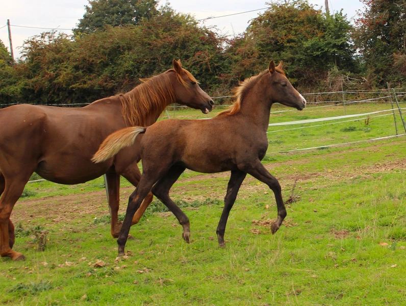 groen equestrian performance stud amperage akhdhar groen equestrian performance stud amperage akhdhar