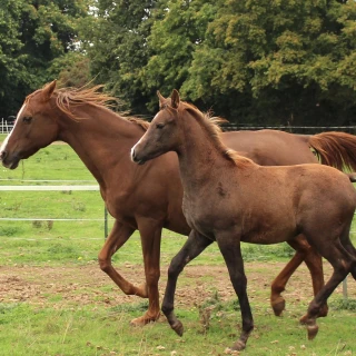 groen equestrian performance stud amperage akhdhar groen equestrian performance stud amperage akhdhar