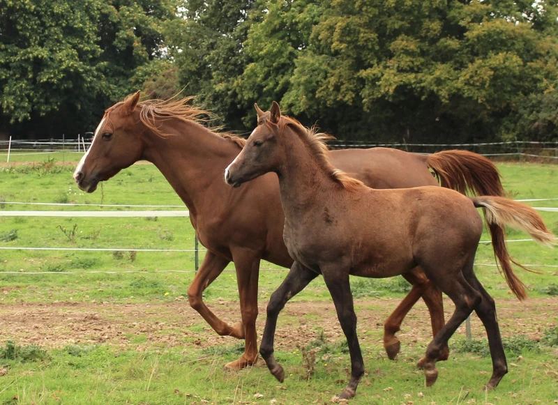 groen equestrian performance stud amperage akhdhar groen equestrian performance stud amperage akhdhar