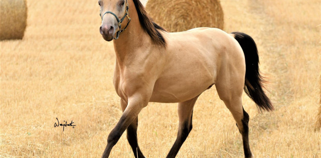 groen equestrian performance stud aquilegio akhdhar