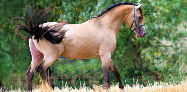 groen equestrian performance stud aquilegio akhdhar