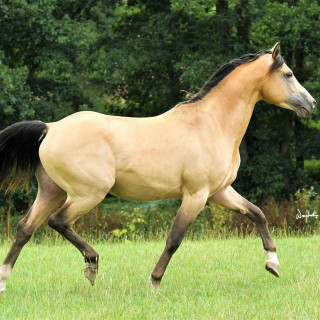 groen equestrian performance stud aquilegio akhdhar