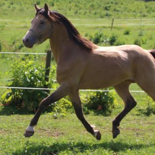 groen equestrian performance stud aquilegio akhdhar