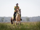 groen equestrian performance stud asphodele larzac
