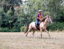 groen equestrian performance stud asphodele larzac