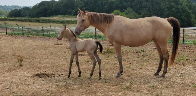 groen equestrian performance stud chiqui