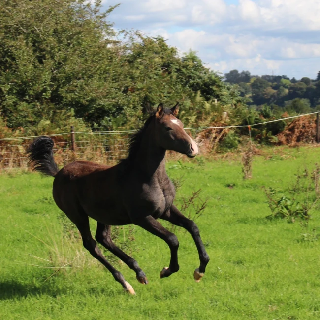 groen equestrian performance stud dynamo akhdhar groen equestrian performance stud dynamo akhdhar