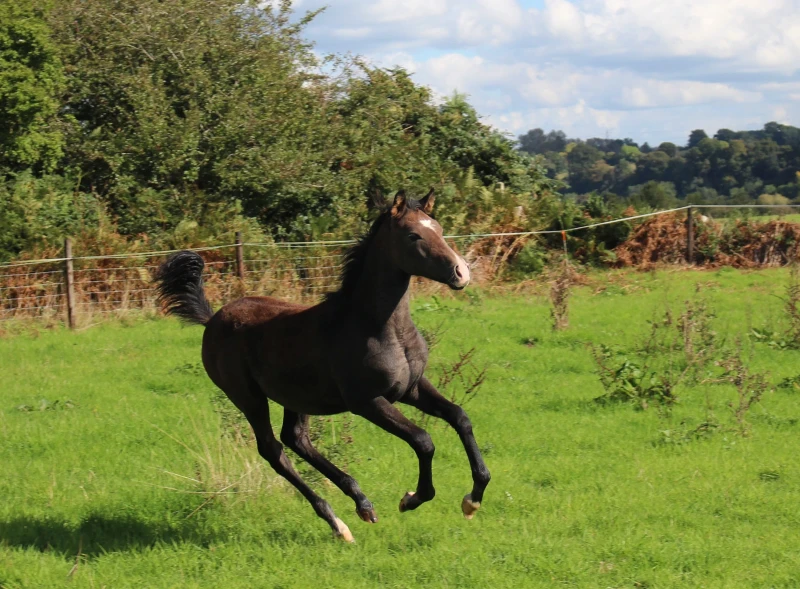 groen equestrian performance stud dynamo akhdhar groen equestrian performance stud dynamo akhdhar