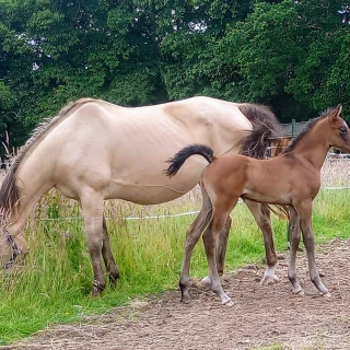 groen equestrian performance stud dynamo akhdhar groen equestrian performance stud dynamo akhdhar