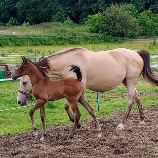 groen equestrian performance stud dynamo akhdhar groen equestrian performance stud dynamo akhdhar
