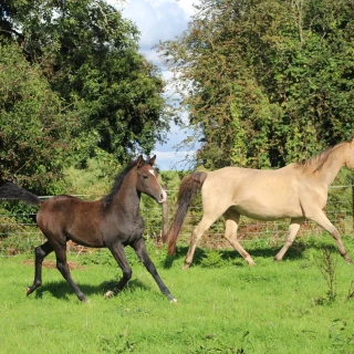 groen equestrian performance stud dynamo akhdhar groen equestrian performance stud dynamo akhdhar