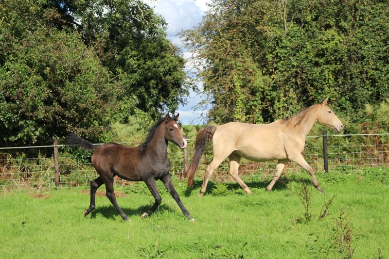 groen equestrian performance stud dynamo akhdhar groen equestrian performance stud dynamo akhdhar