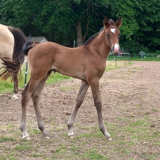 groen equestrian performance stud dynamo akhdhar groen equestrian performance stud dynamo akhdhar