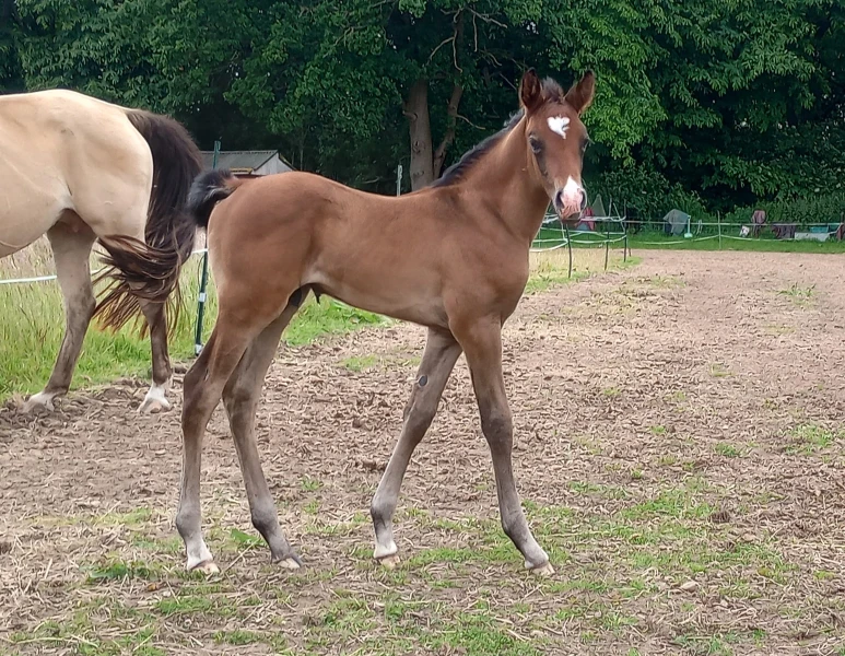 groen equestrian performance stud dynamo akhdhar groen equestrian performance stud dynamo akhdhar