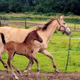 groen equestrian performance stud dynamo akhdhar groen equestrian performance stud dynamo akhdhar