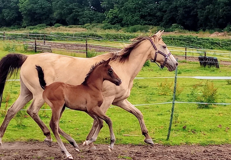 groen equestrian performance stud dynamo akhdhar groen equestrian performance stud dynamo akhdhar