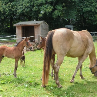 groen equestrian performance stud dynamo akhdhar groen equestrian performance stud dynamo akhdhar