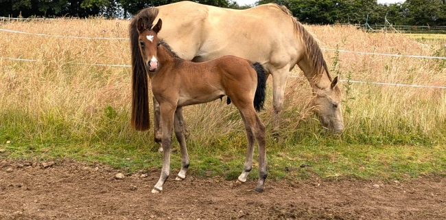 groen equestrian performance stud dynamo akhdhar groen equestrian performance stud dynamo akhdhar