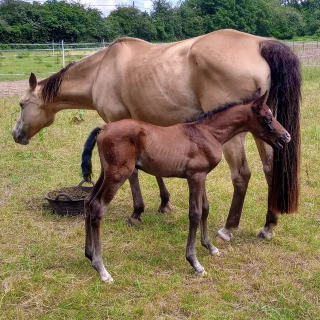 groen equestrian performance stud dynamo akhdhar groen equestrian performance stud dynamo akhdhar