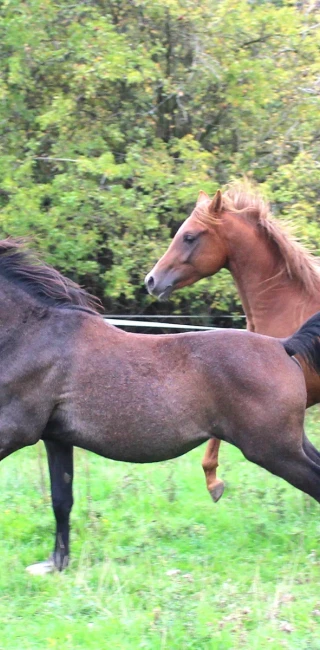 groen equestrian performance stud dynamo akhdhar groen equestrian performance stud dynamo akhdhar