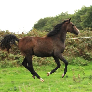 groen equestrian performance stud dynamo akhdhar groen equestrian performance stud dynamo akhdhar