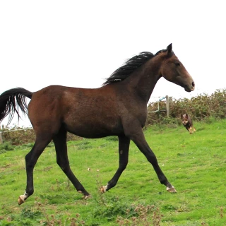 groen equestrian performance stud dynamo akhdhar groen equestrian performance stud dynamo akhdhar