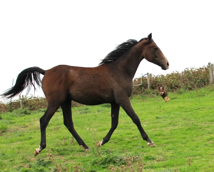 groen equestrian performance stud dynamo akhdhar groen equestrian performance stud dynamo akhdhar