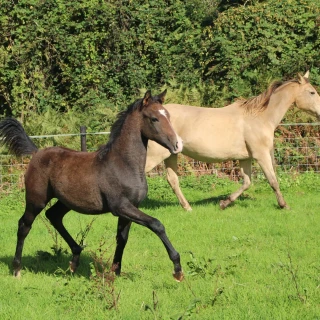 groen equestrian performance stud dynamo akhdhar groen equestrian performance stud dynamo akhdhar