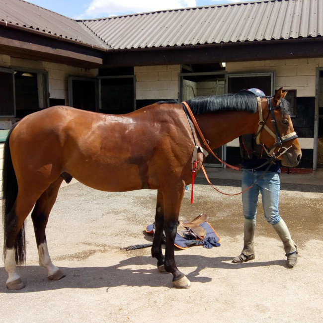 groen equestrian performance stud fionn akhdhar