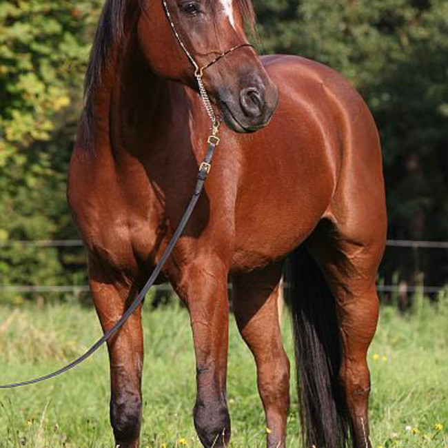 groen equestrian performance stud mendozas moreno