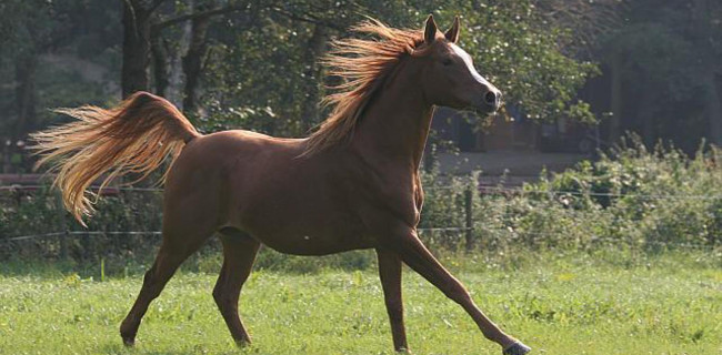 groen equestrian performance stud mordysh shashara