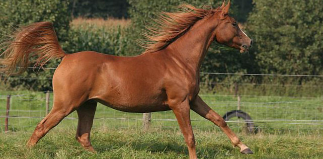 groen equestrian performance stud mordysh shashara