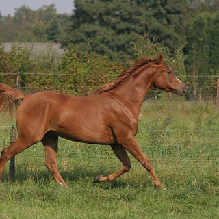 groen equestrian performance stud mordysh shashara
