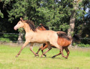 groen equestrian performance stud niqui akhdhar