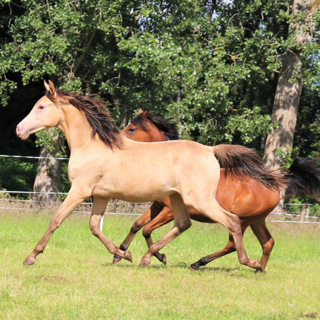 groen equestrian performance stud niqui akhdhar groen equestrian performance stud niqui akhdhar